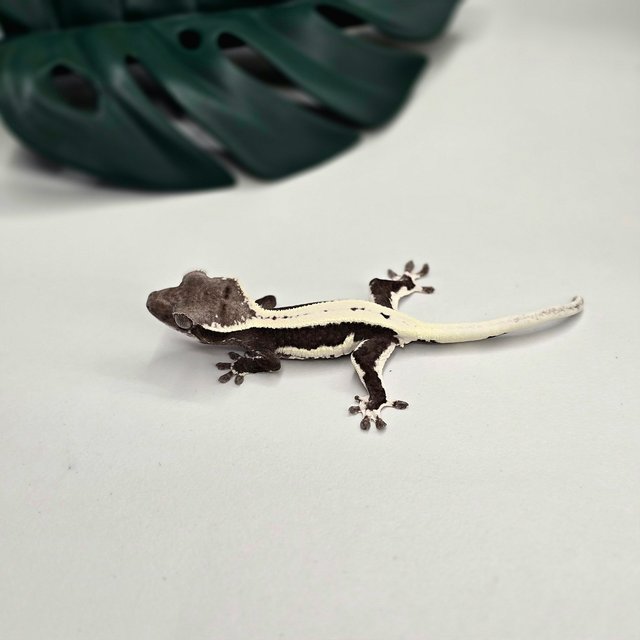 릴잔틱