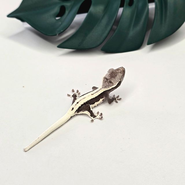 릴잔틱