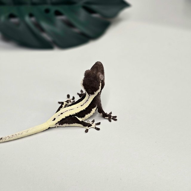 릴잔틱