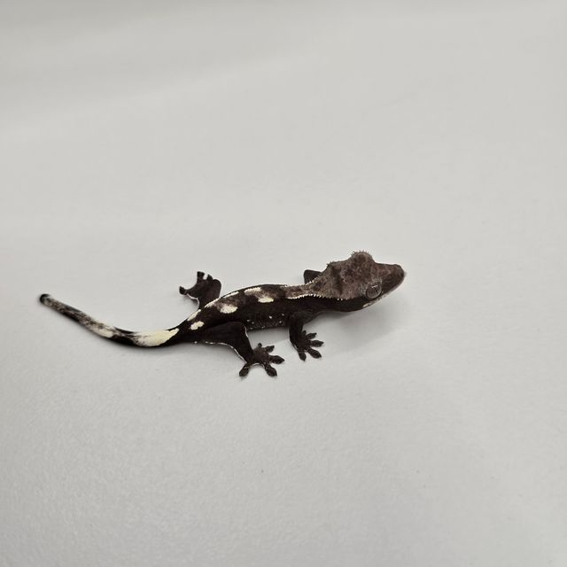 아잔틱