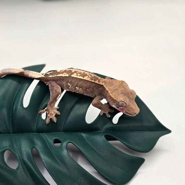 100%헷아잔틱