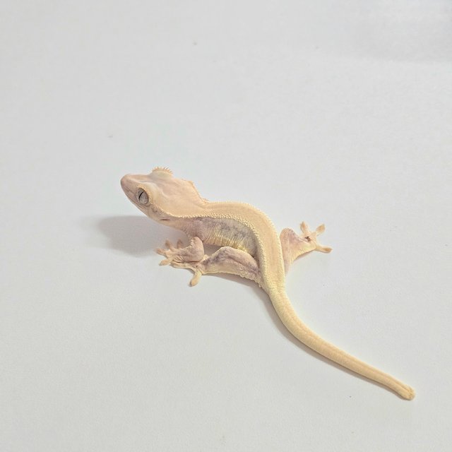 릴리화이트 솔리드백