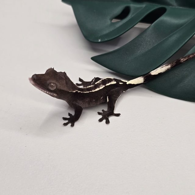 아잔틱 화이트핀 다크
