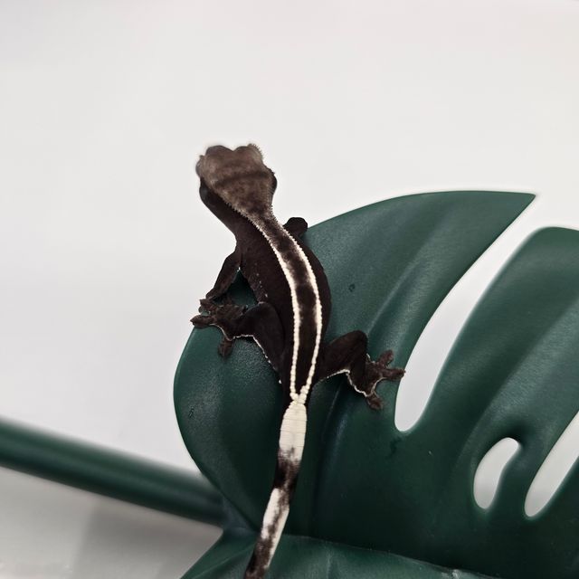 릴잔틱 아잔틱