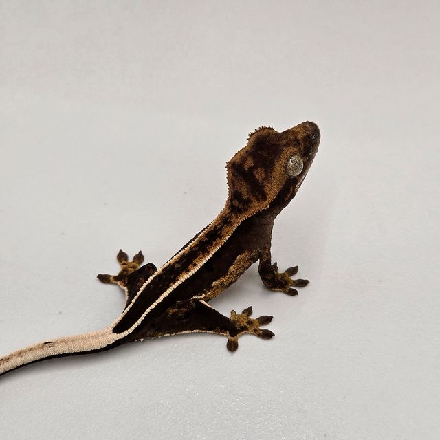 엠티백 풀핀 블랙