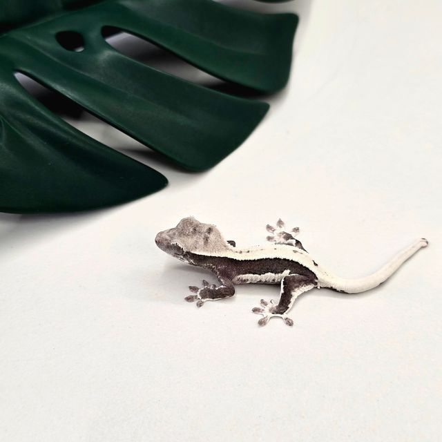 릴잔틱