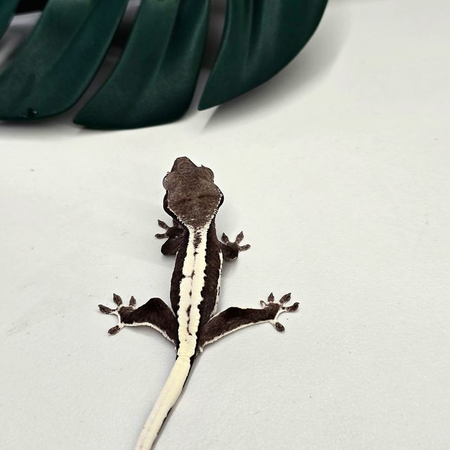 릴잔틱