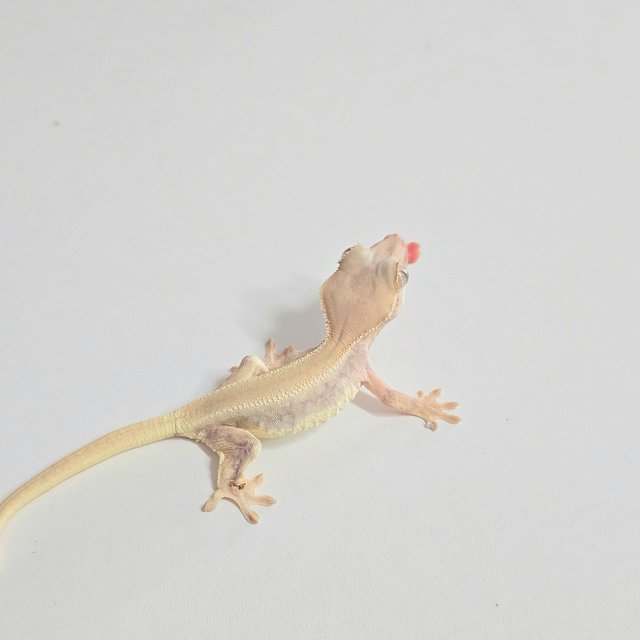 릴리화이트 솔리드백