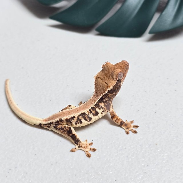 릴리화이트 트라이 솔리드백