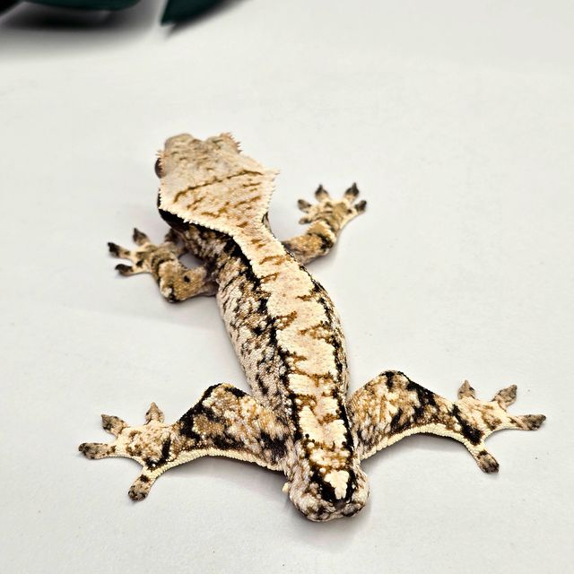 트라이