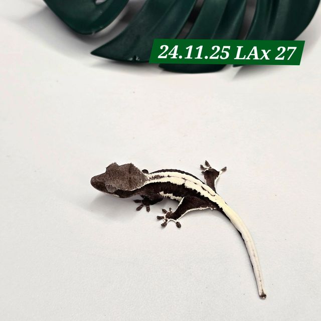 릴잔틱