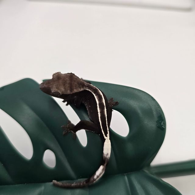 릴잔틱 아잔틱
