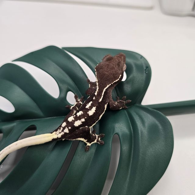 릴잔틱 아잔틱