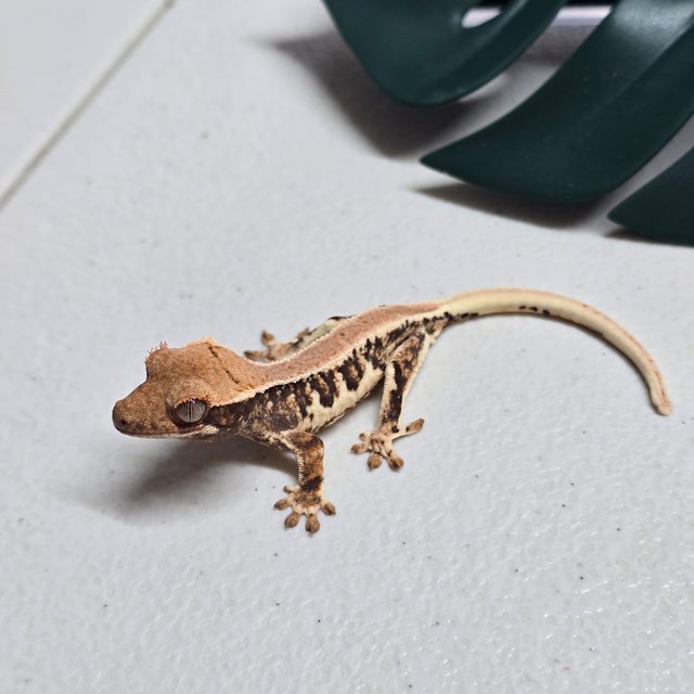 릴리화이트 트라이 솔리드백