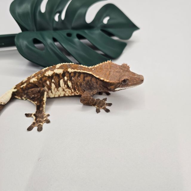 카푸치노 화이트스팟 화이트핀 트라이