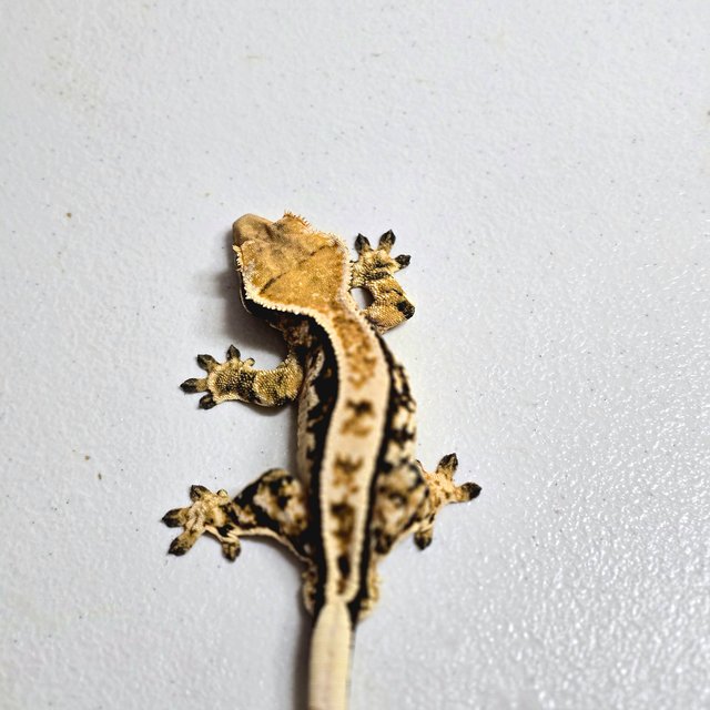 트라이 화이트핀 젠젝스 풀핀 텐저린