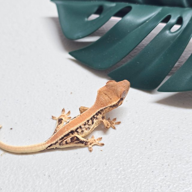 릴리화이트 솔리드백 트라이