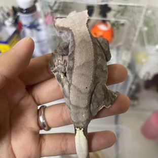 카푸치노 할리퀸