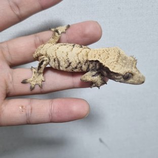 트라이 드리피 화이트스팟