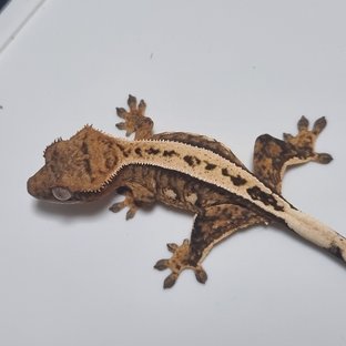 100%헷아잔틱 핀스트라이프