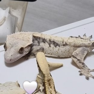 드리피 화이트스팟 노멀