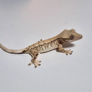 노멀 트라이 화이트스팟 드리피