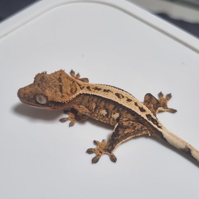 100%헷아잔틱 핀스트라이프