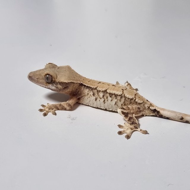 노멀 트라이 화이트스팟 드리피