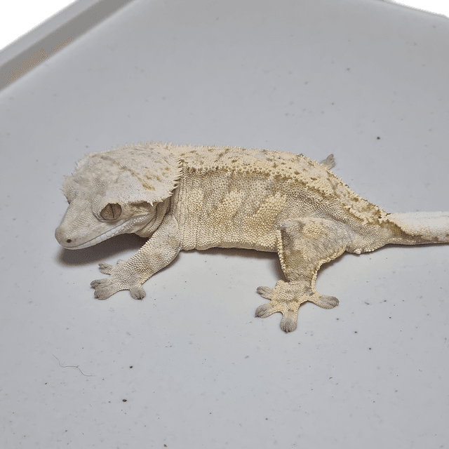 크림시클 크림 드리피 솔리드백