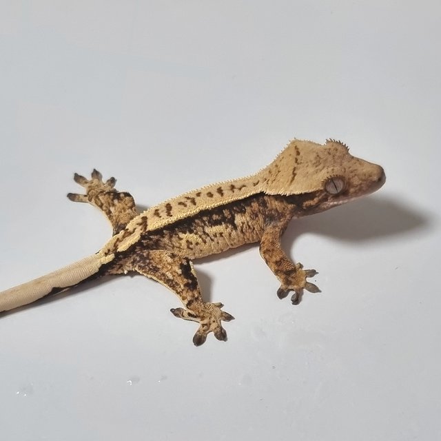 노멀 트라이 쿼드 핀스트라이프