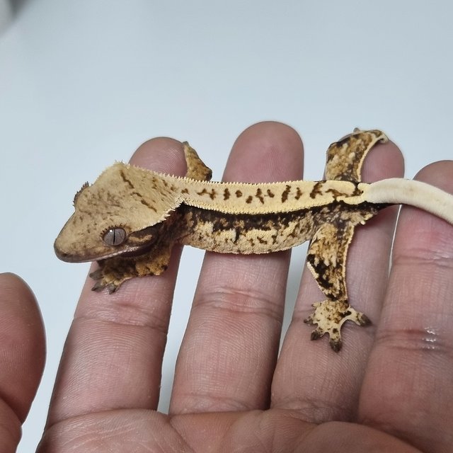 노멀 트라이 쿼드 핀스트라이프