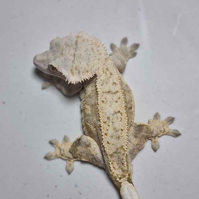 크림시클 크림 드리피 솔리드백