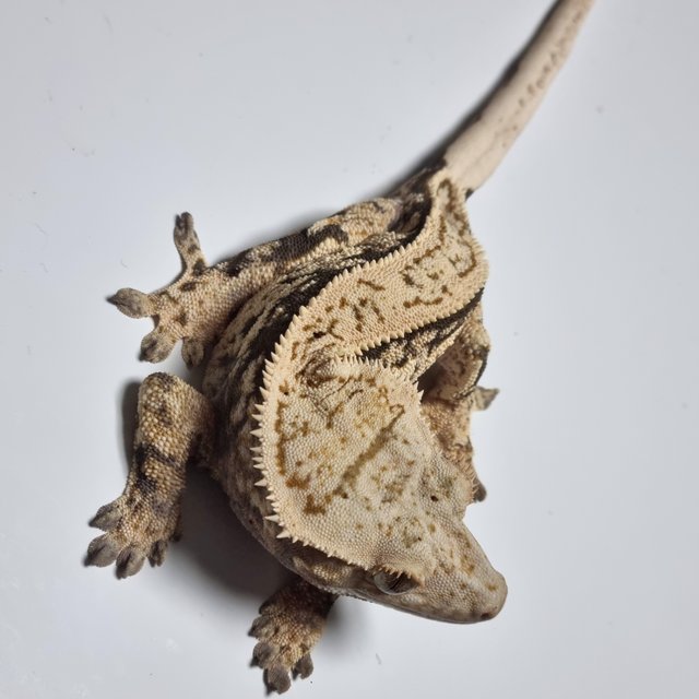 노멀 트라이 쿼드 풀핀