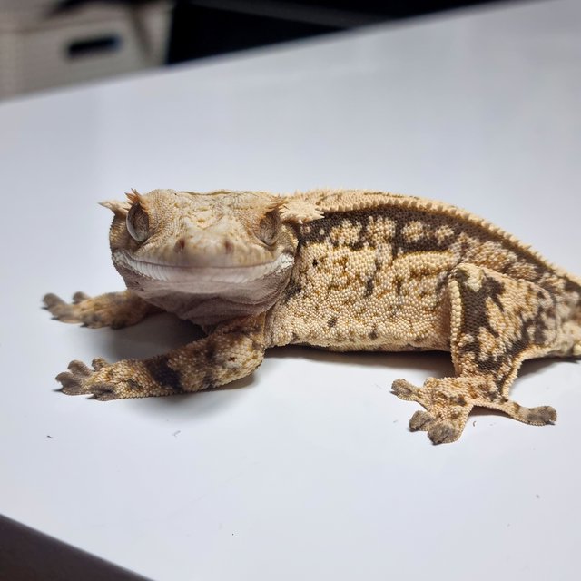 노멀 트라이 쿼드 풀핀