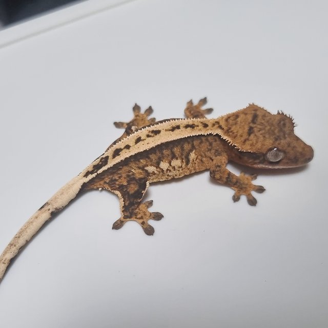 100%헷아잔틱 핀스트라이프