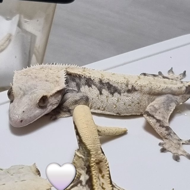 드리피 화이트스팟 노멀