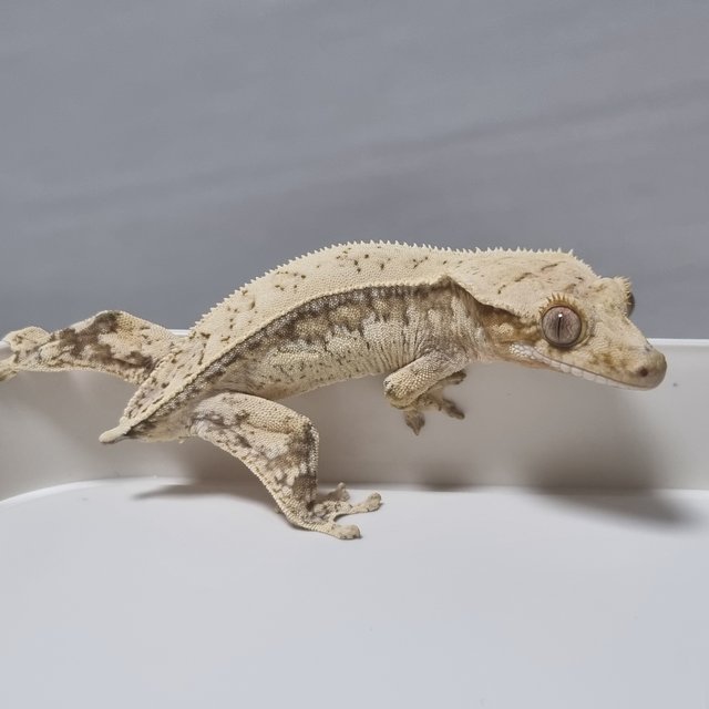 노멀 크림 드리피 쿼드 풀핀