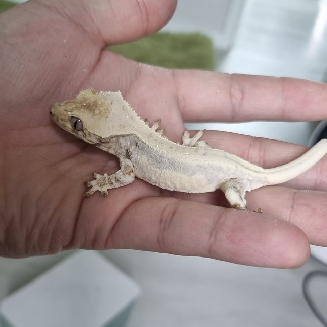 노멀 드리피 쿼드 화이트스팟