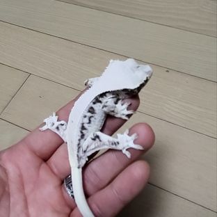 찹쌀이