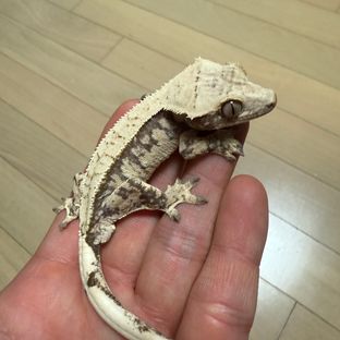 노멀 트라이 핀스트라이프