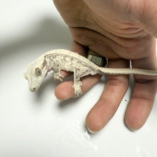 노멀 트라이 드리피 화이트스팟