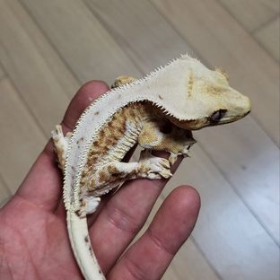 릴리화이트 크림시클 크림