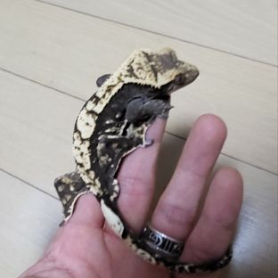 노멀 다크 할리퀸