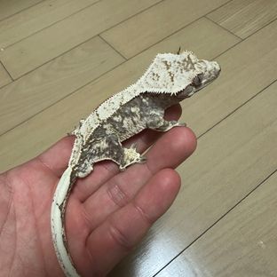 노멀 트라이 화이트스팟