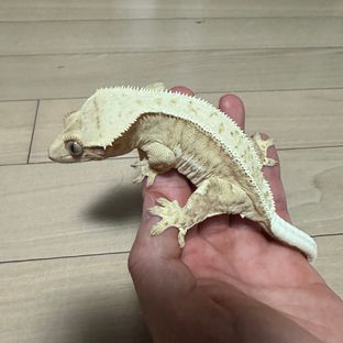 망고