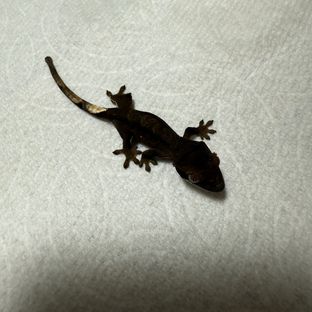 챠콜 알티
