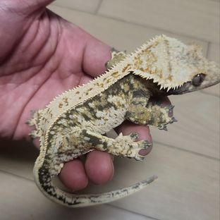 노멀 익스트림할리퀸 화이트스팟 트라이
