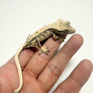 노멀 드리피 화이트스팟