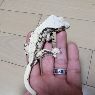 절미