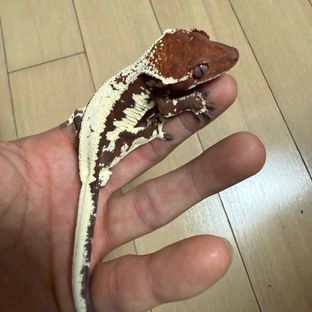 프라푸치노 레드